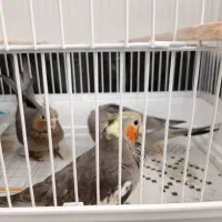 جوجه عروس هلندی