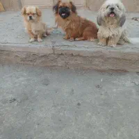 سگ شیدزو وپکینز