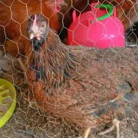 مرغ و خروس خانگی|حیوانات مزرعه|مشهد, شهید قربانی|دیوار