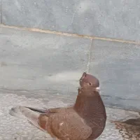 کفتر‌سرخ‌پرشی