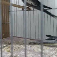 جفت عروس ۸۰۰|پرنده|شاهرود, |دیوار