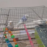 2عدد مرغ عشق نر و1عدد ماده به فروش میرسد