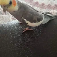 عروس گمشده|حیوانات|رشت, آتشگاه|دیوار