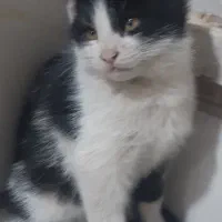 بچه گربه ۳ماهه خانگی باهوش