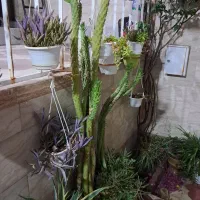 کاکتوس