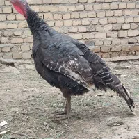 بوقلمون و مرغ