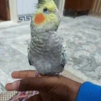 عروس هلندی دستی