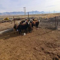 گوسفند.بره.قوچ.افشاری