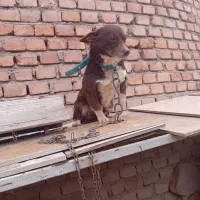 فیندو سرابی ماده