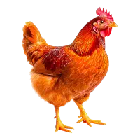 مرغ محلی تخم گذار