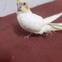 طوطی عروس ۴ماهه لوتینو|پرنده|محمدیه-قزوین, |دیوار