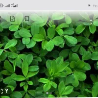 یونجه خرمنکوب شده