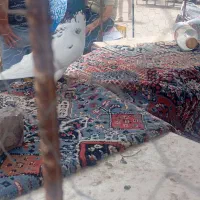 کفتر گم شدع