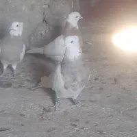 چهار تا طوق مال بندر گناوه بدون خال غلط دوتا سبز