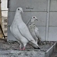 کفتر بوم پرشی ۱۵ ۲۰ تا