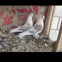 باسلام ازدم بدونه چونه دونه ای پانصدیاحق|پرنده|یزدان شهر, |دیوار