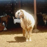 قوچ بختیاری بذری