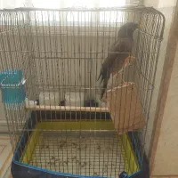 مرغ مینا با قفس