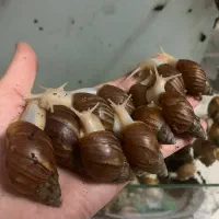 حلازون