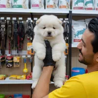 سگ چاو چاو خرسی فلت عروسکی