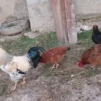 ۱خروس و ۳مرغ محلی تخمگذار