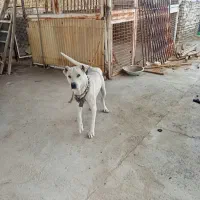 سگ ماده سرابی|سگ|گلمکان, |دیوار