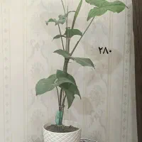 گلهای طبیعی شیک همراه با قیمت درج شده|گل و گیاه طبیعی|بجنورد, |دیوار