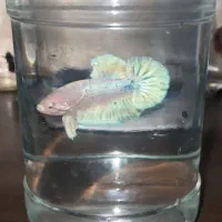 ماهی فایتر پلاکت