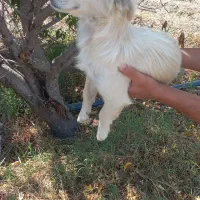 اشپیتز عروسکی