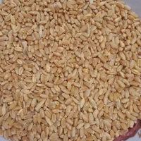 خرید و فروش گندم امسال تناژ بالا