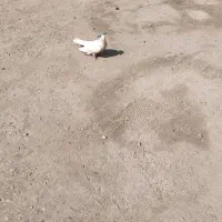 کبوتر رنگی|حراج|اهواز, اهواز|دیوار