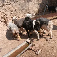 ۱۱۱|حیوانات مزرعه|مسجد سلیمان, |دیوار