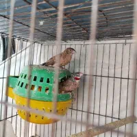 فنچ گلو بریده|پرنده|بندرعباس, |دیوار