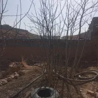 درخت گردو|خدمات باغبانی و درختکاری|شیروان (خراسان), |دیوار