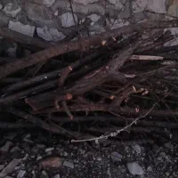 فروش چوب درخت میوه|گل و گیاه طبیعی|هرسین, |دیوار