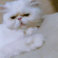 گربه گمشده پرشین