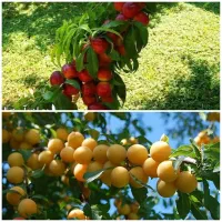 تولید انواع نهال شلیل و آلو لیبل دار