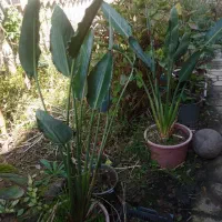 گل زیبا و آپارتمانی استرلیتزیا یا پرنده بهشتی|گل و گیاه طبیعی|لاهیجان, لیالستان|دیوار