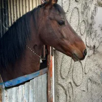 اسب کرد|اسب و تجهیزات اسب‌سواری|تهران, منیریه|دیوار