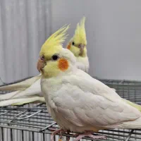 دو عدد عروس هلندی