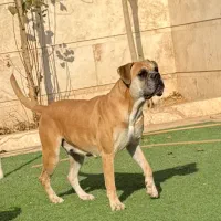 فروش سگ اصیرباکسر|سگ|پاکدشت, پاکدشت (مامازند)|دیوار