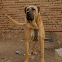 سگ کانگال اصیل