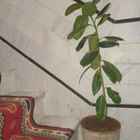 گل فیکوس زیبا و مقاوم