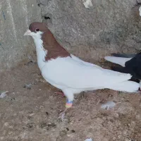 شصتی سرخ نر