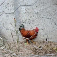 خروس طبیعی