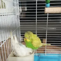 مرغ عشق نر و ماده