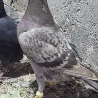 کبوتر ماده خطی ..