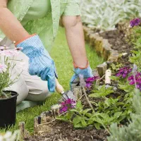 ویزیت گل و گیاه در منزل پیگیری تا رفع مشکل|خدمات باغبانی و درختکاری|ملکان, |دیوار