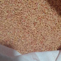 گندم صدرا گندم دولتیه