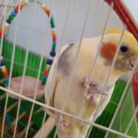 دو عدد طوطی عروس نر بالغ